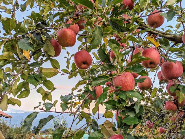 サンふじりんご 【ご家庭用】