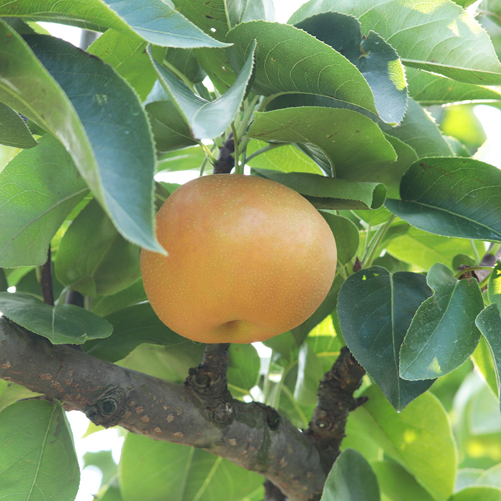 南水梨 長野県松川町産