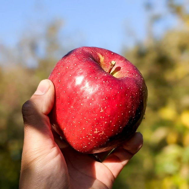 サンふじりんご