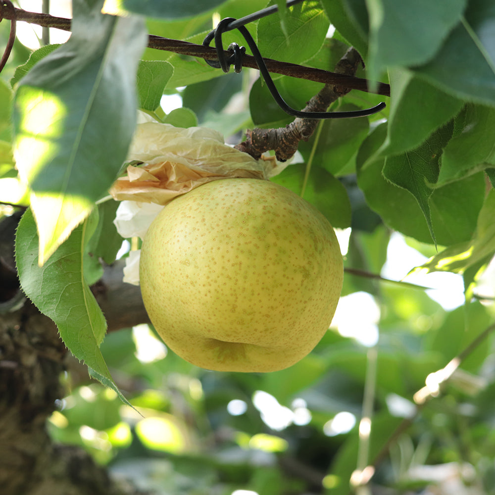二十世紀梨 長野県松川町産