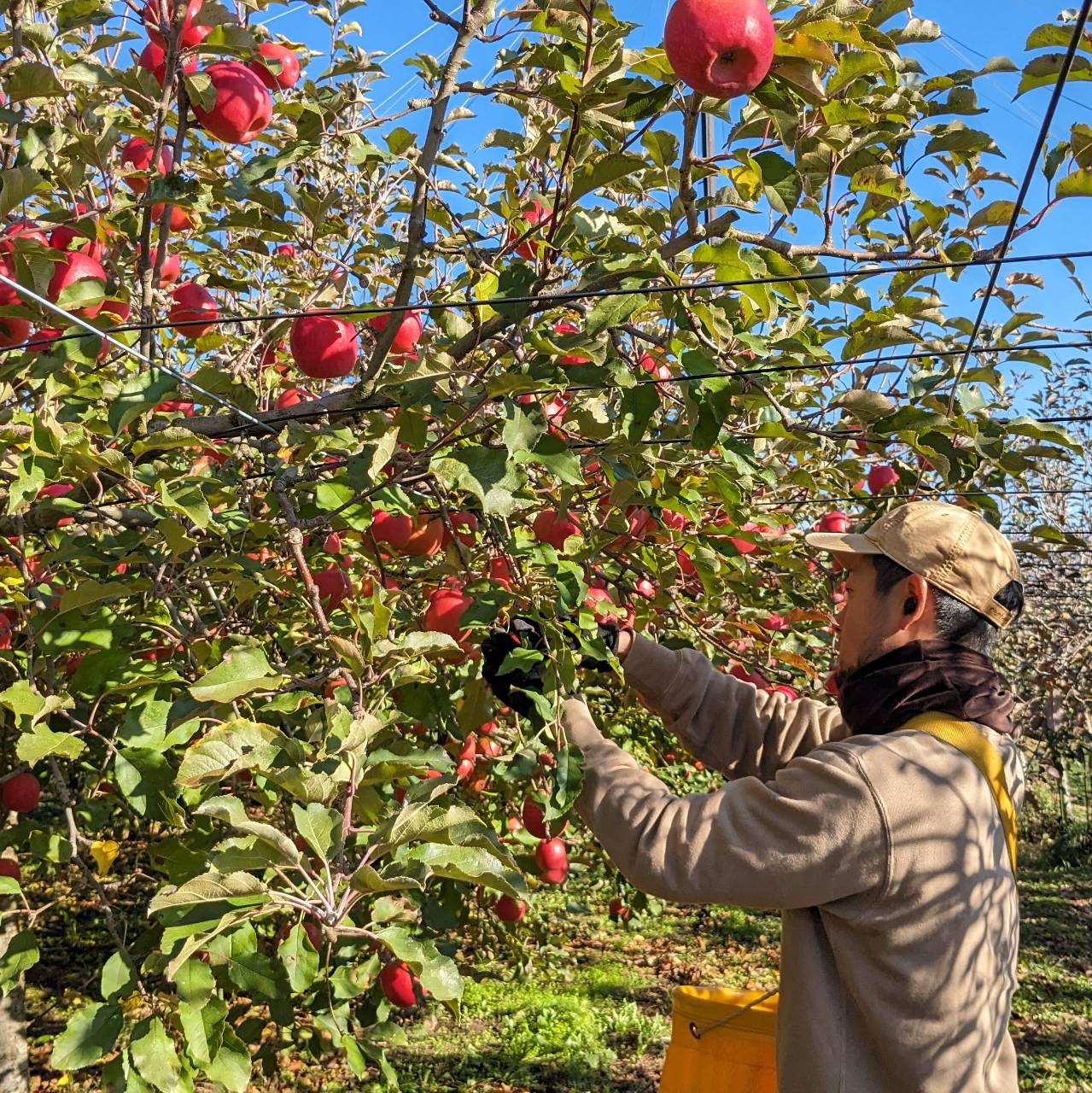 「南水」と季節のりんご詰め合わせ
