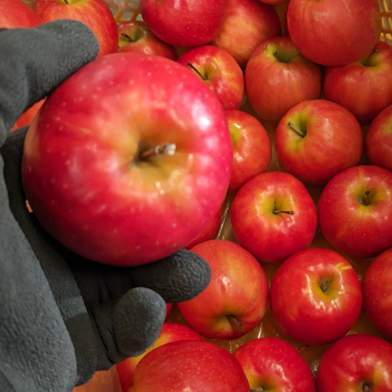 ピンクレディ®りんごジュース 長野県松川町産
