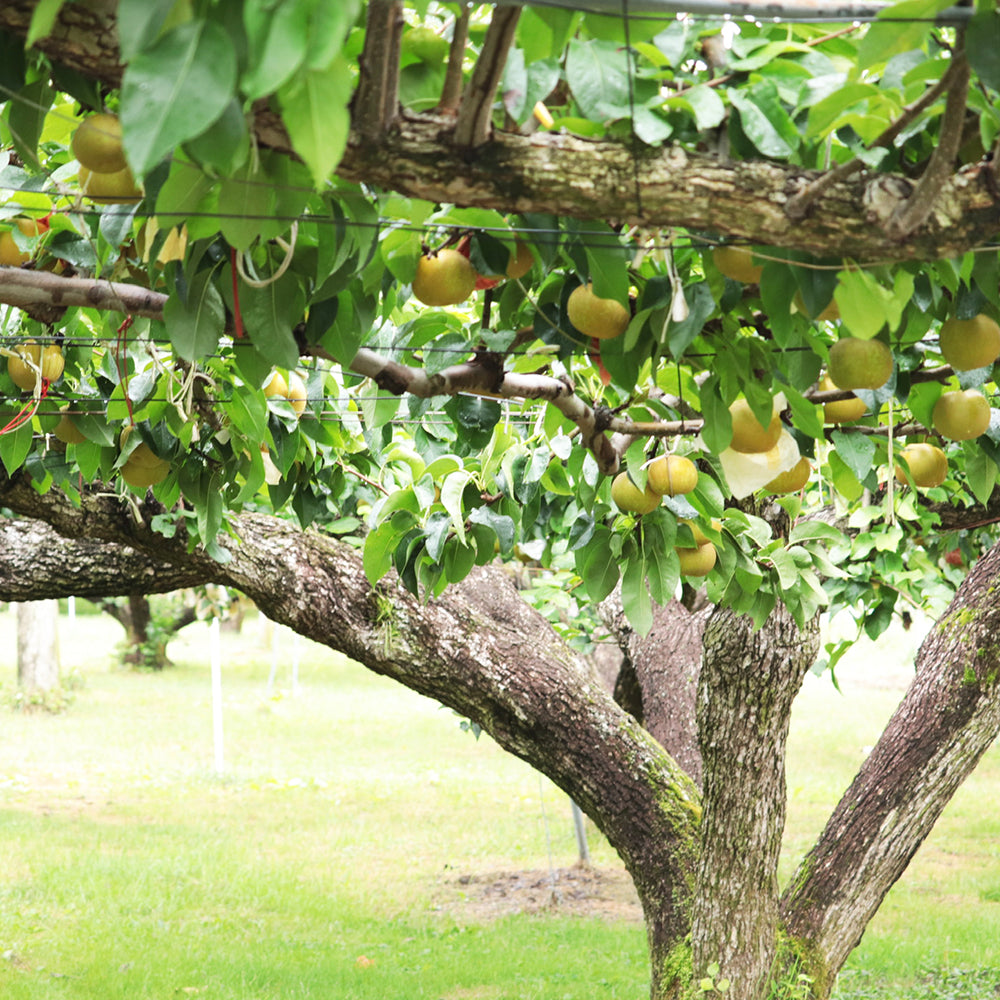 幸水梨 長野県松川町産