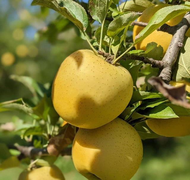 りんご【シナノゴールド】 家庭用