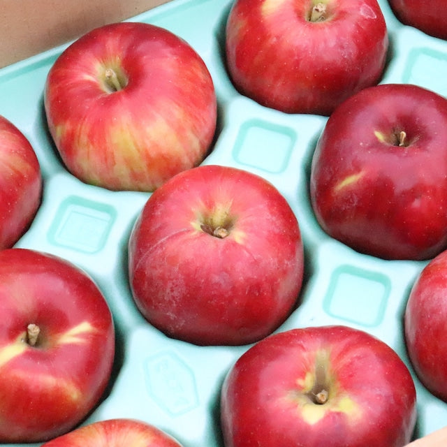 りんご”紅玉” 家庭用