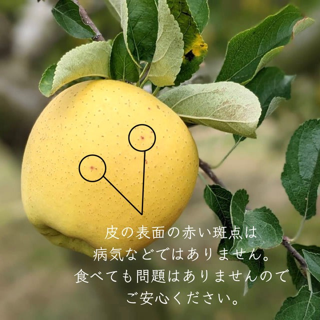 りんご【シナノゴールド】 家庭用