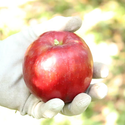 りんご”紅玉” 家庭用