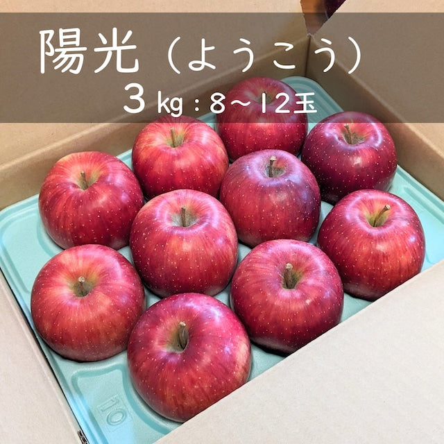 りんご【陽光】