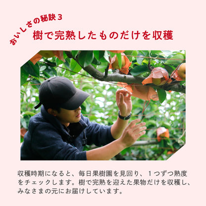 りんご「王林」
