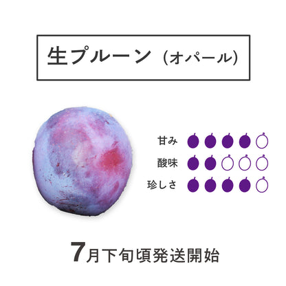 生プルーン 【オパール】