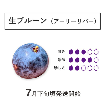 生プルーン 【アーリーリバー】