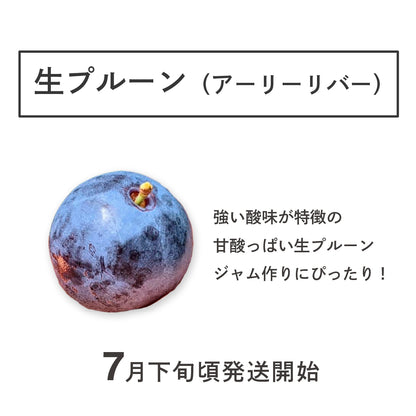 生プルーン 【アーリーリバー】
